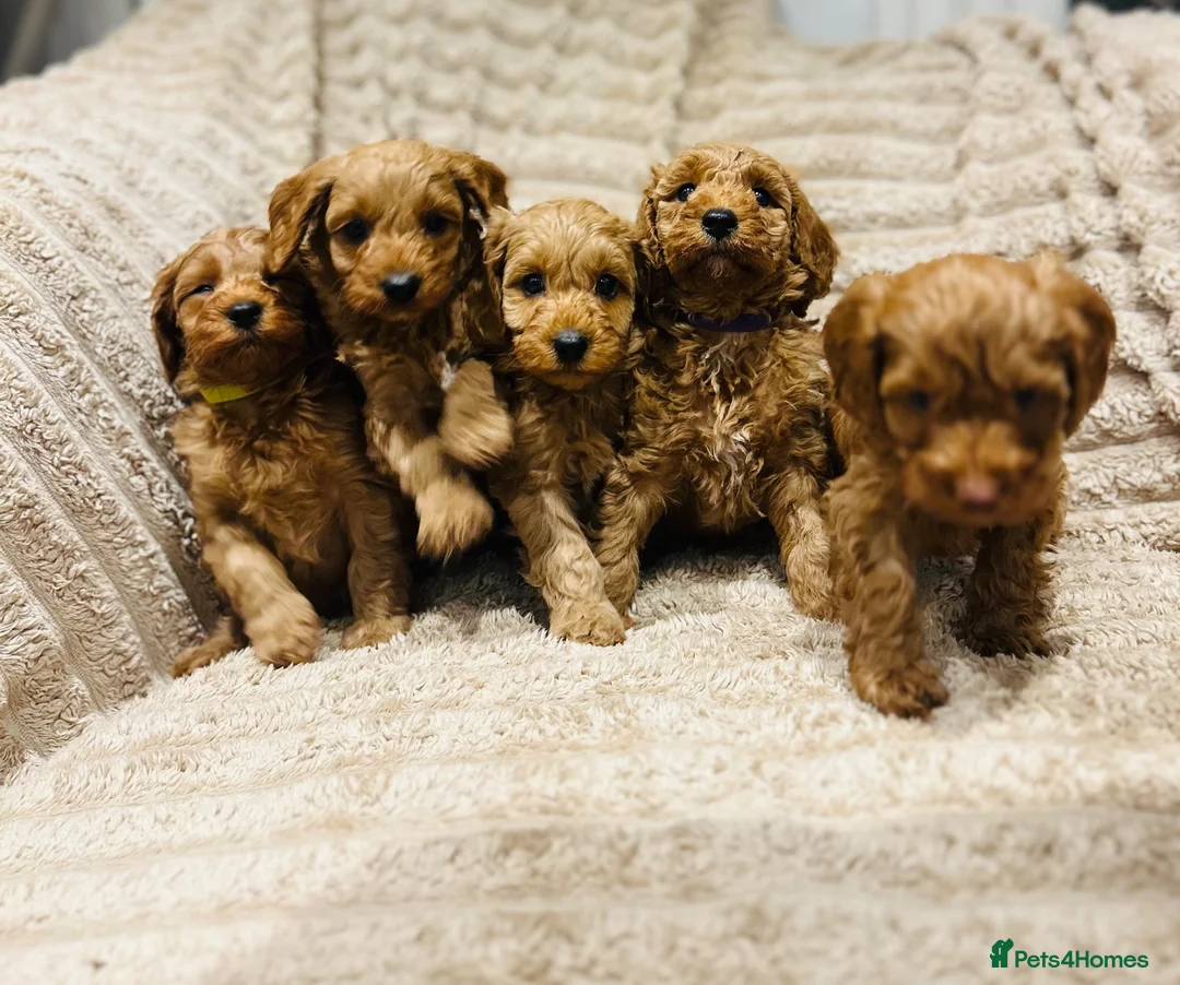 Cavapoo dogs for sale: Adorable red cavapoos!  - Advert 1