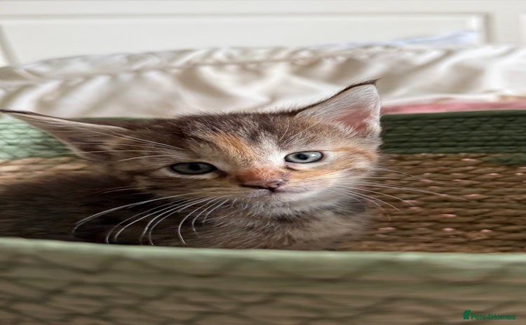 Maine Coon cats - Advert 3