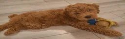 Cockapoo dogs for sale: Beautiful Red F1b Male Cockapoo - Advert 6