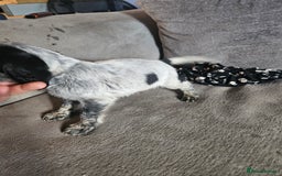 Cocker Spaniel dogs for sale: Beautiful cocker spaniel pups - Image 20