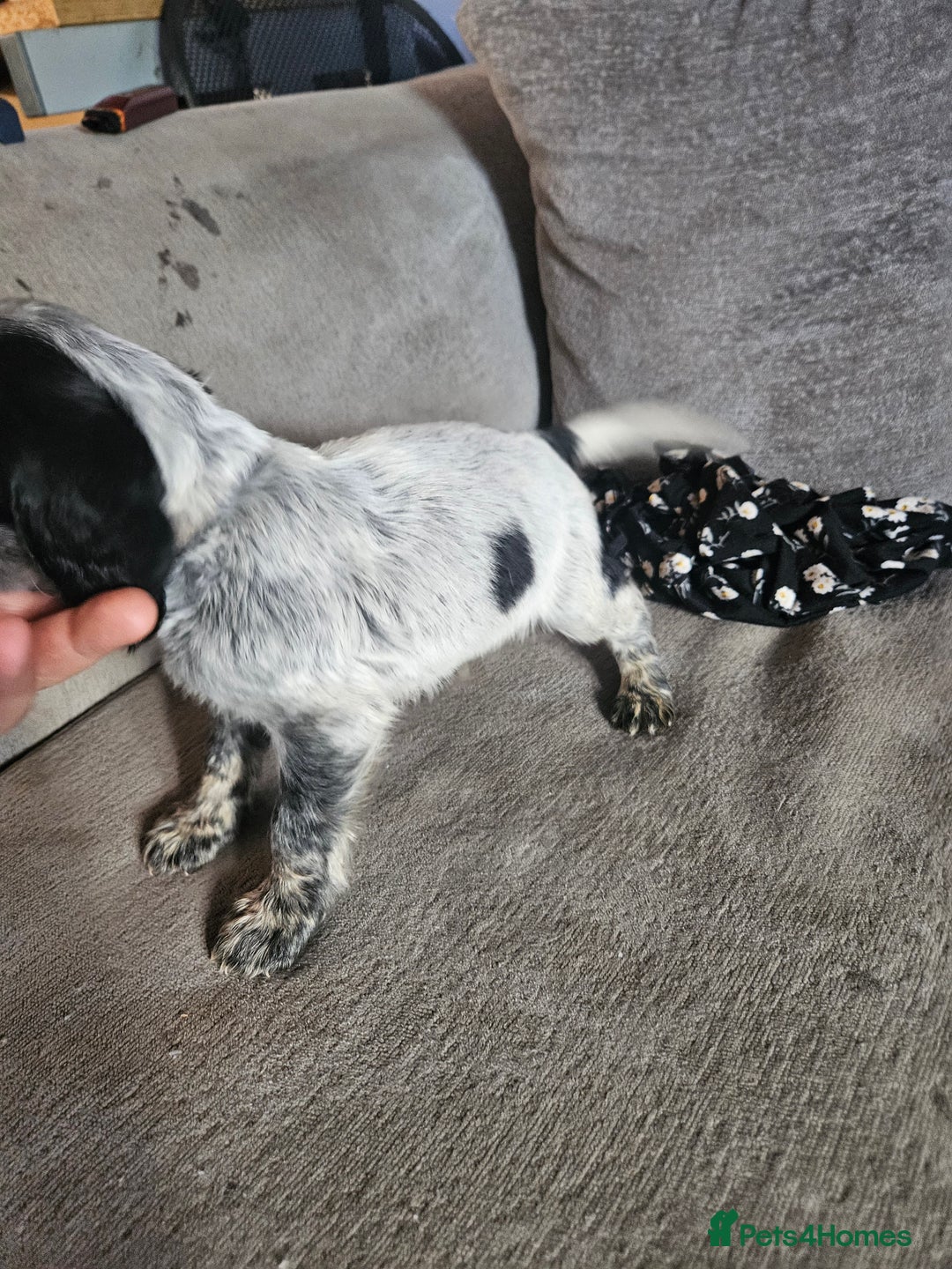 Cocker Spaniel dogs for sale: Beautiful cocker spaniel pups - Image 20