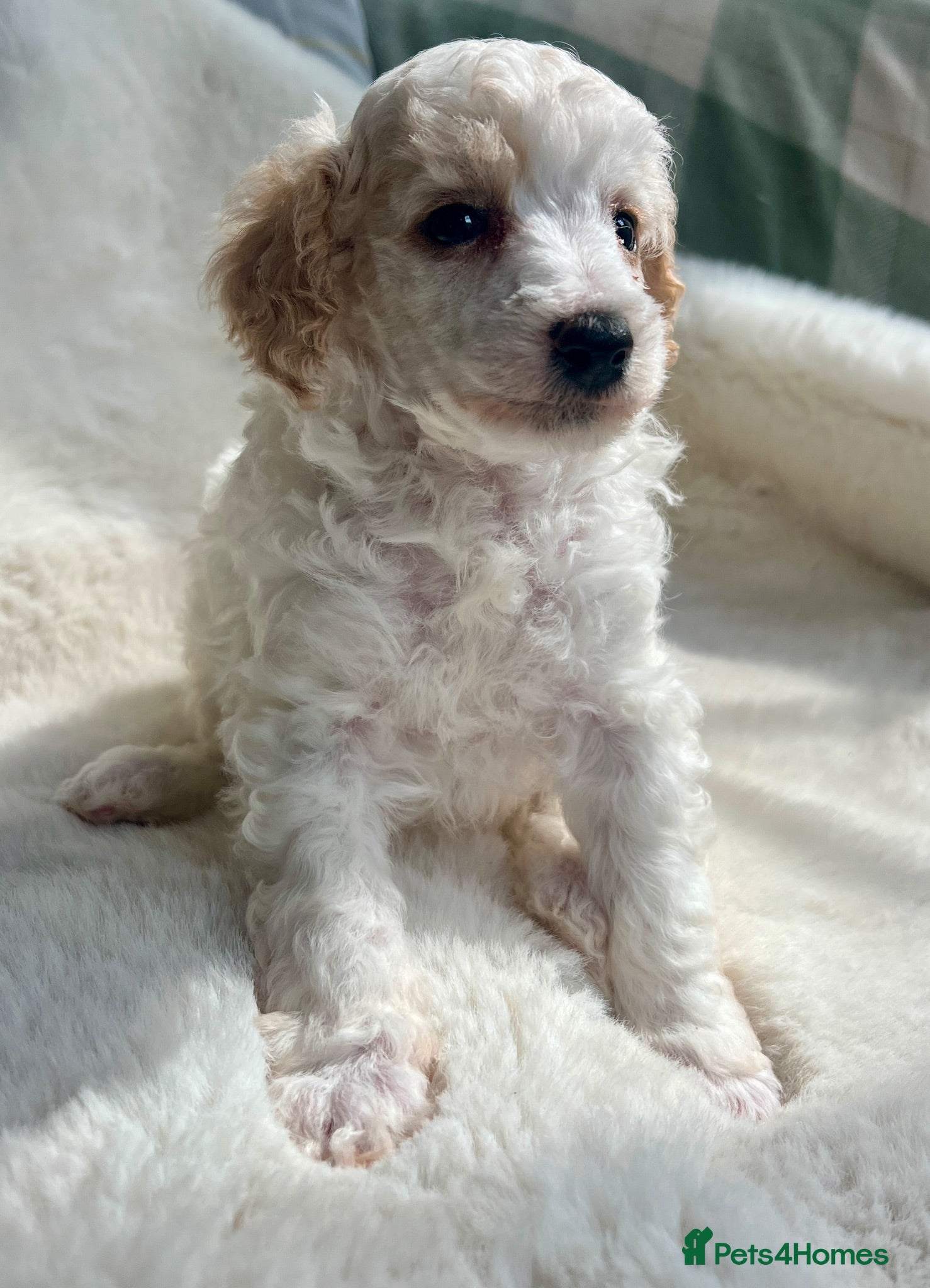 Toy Poodle dogs KC reg toy Poodles - Advert 1