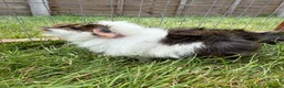 Guinea Pig rodents for sale: Baby Guinea pigs! - Advert 6