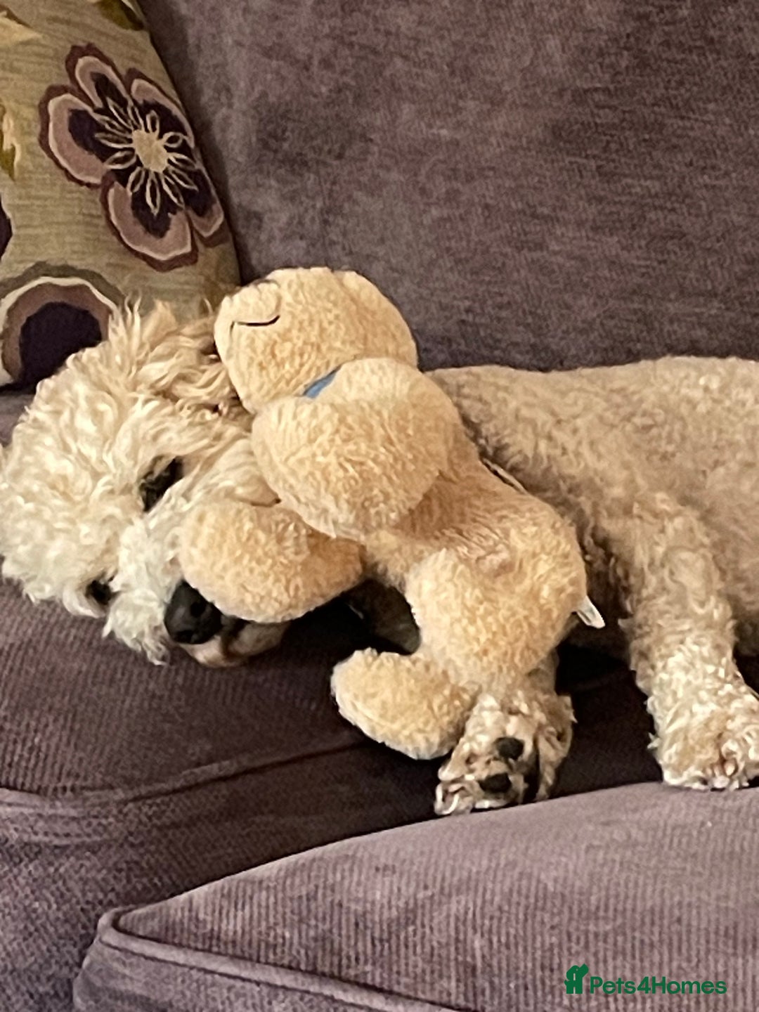 Poochon dogs for sale: Tina 1 year old poochon girl - Image 4
