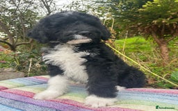 Bernedoodle dogs for sale: 1 Bernedoodle Male - Image 1