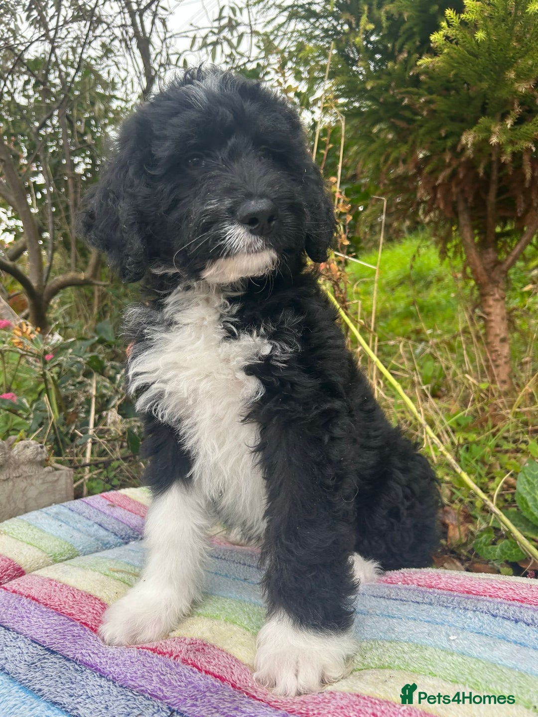 Bernedoodle dogs for sale: 1 Bernedoodle Male - Image 1