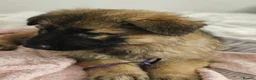 German Shepherd dogs for sale: Long haired German shepherd pups  - Advert 9