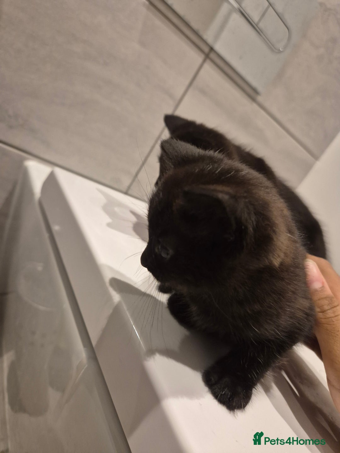 Mixed Breed cats for sale: Two adorable kittens needing a home - Advert 10