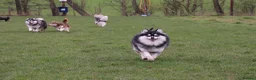 Pomsky dogs for sale: Pomsky litter coming - Advert 6