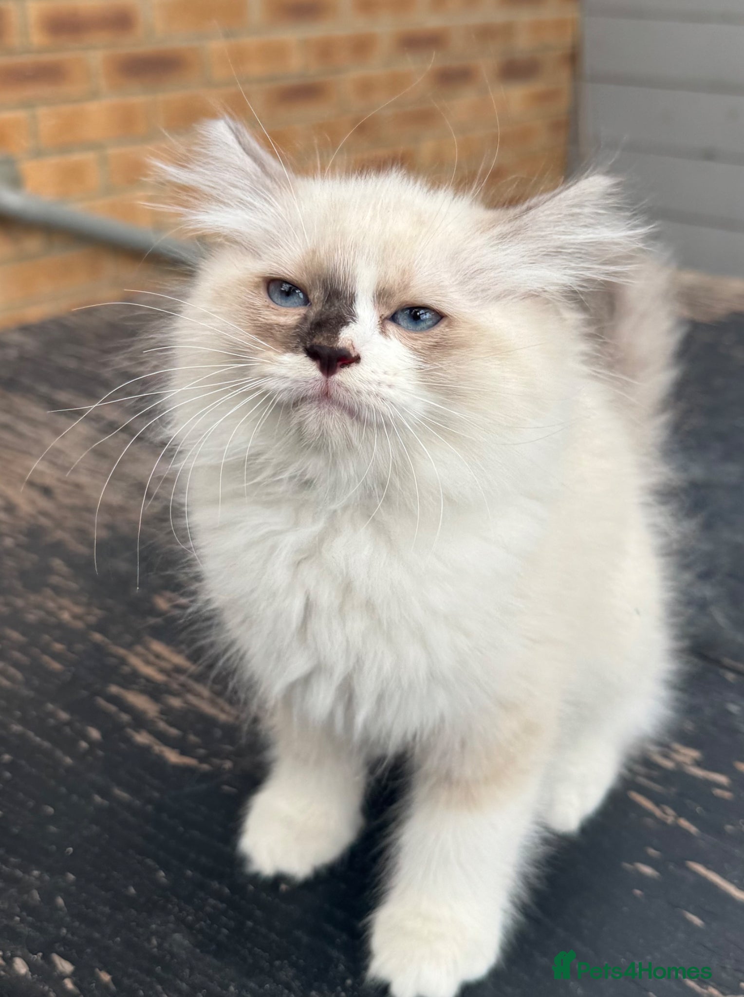 Ragdoll cats for sale: 2 Purebred Ragdoll Kittens  - Advert 6
