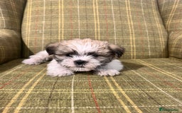 Shorkie dogs for sale: Outstanding Shih Tzu Pups - Image 2