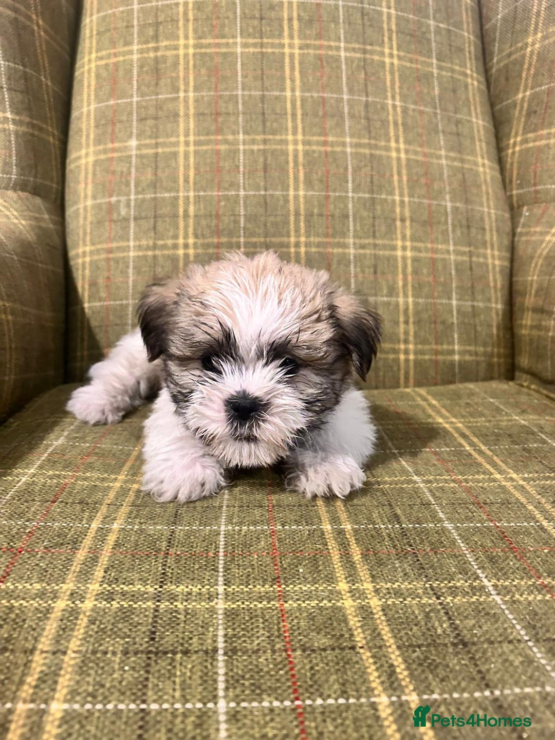 Shorkie dogs for sale: Outstanding Shih Tzu Pups - Image 2