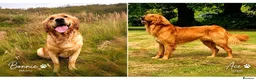 Golden Retriever dogs for sale: Fox Red, KC,  Extensively Health Tested Pups - Advert 9