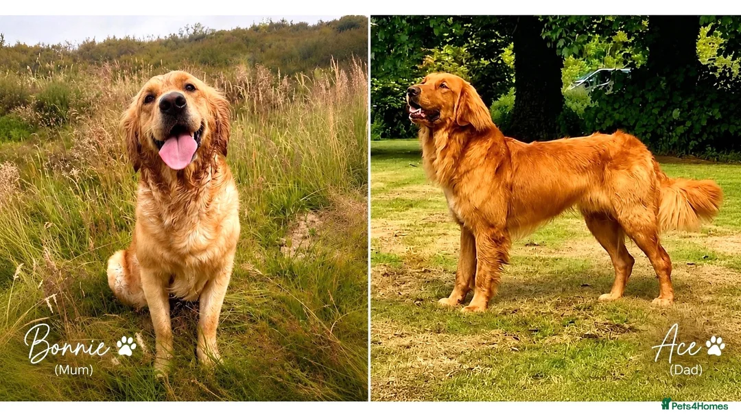 Golden Retriever dogs for sale: Fox Red, KC,  Extensively Health Tested Pups - Advert 9