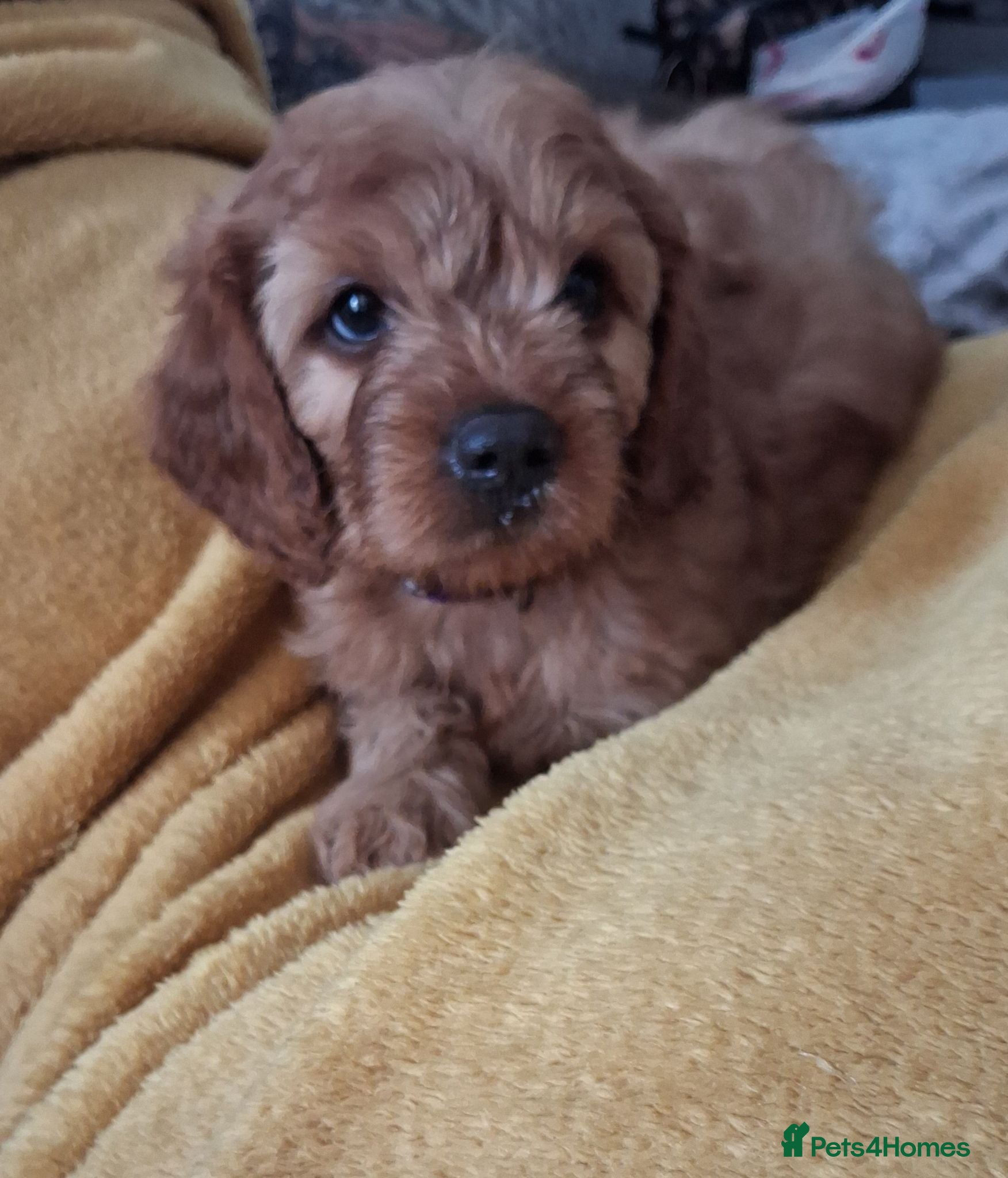 Cavapoo dogs One available girl Health testedparents  - Advert 7