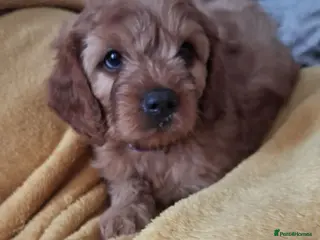 Cavapoo dogs One available girl Health testedparents - Advert 6