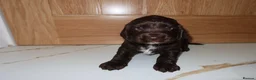 Cocker Spaniel dogs for sale: Working cocker spaniel puppies  - Advert 22