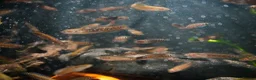 Other/Mixed Breed fish for sale: Red Chinese Snakehead - Advert 16