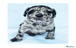 Labradoodle dogs for stud: Multigen/F3b Labradoodle Stud in Calne - Image 34