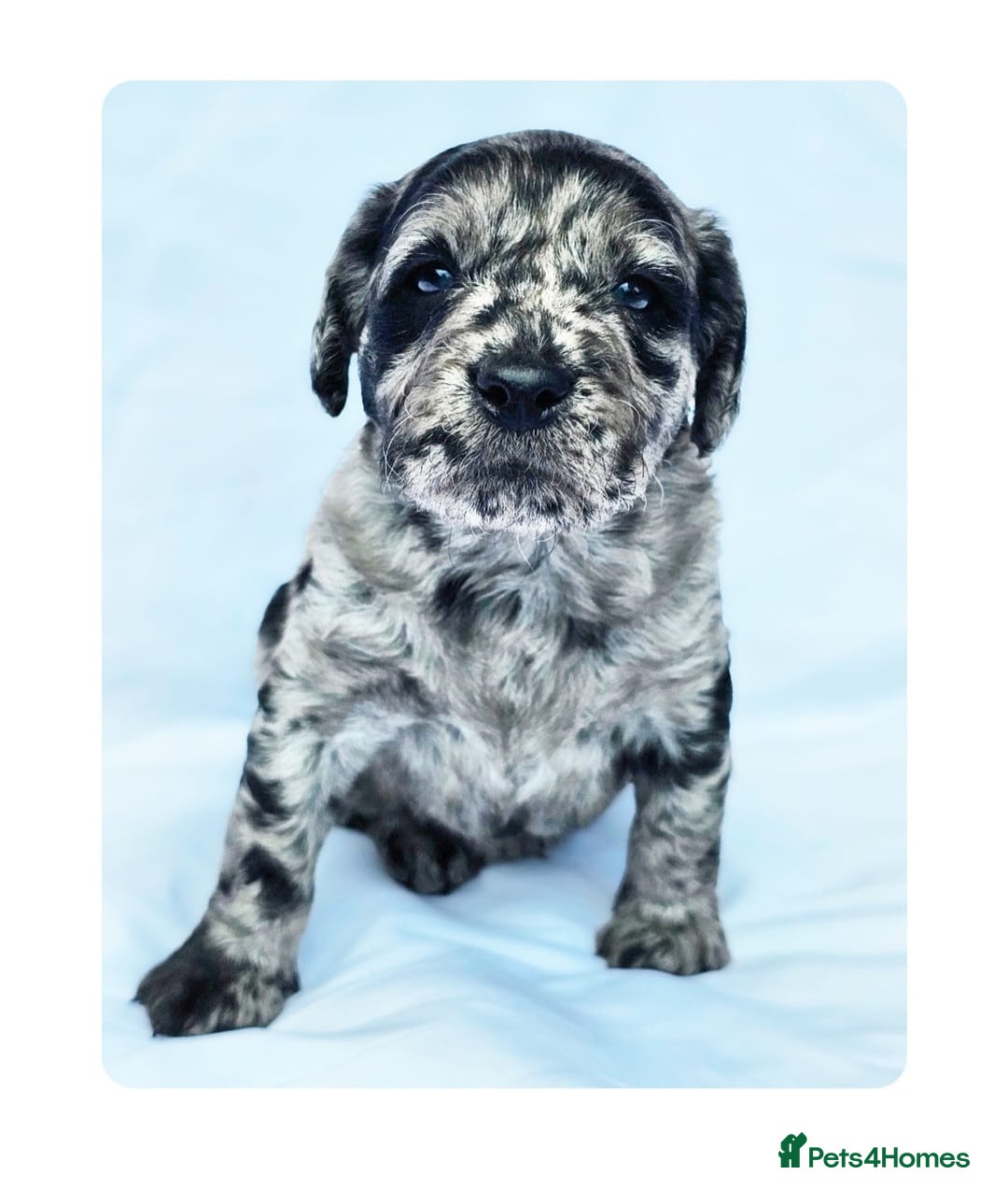 Labradoodle dogs for stud: Multigen/F3b Labradoodle Stud in Calne - Image 34