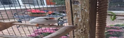 Finches birds for sale: Zebra Finches  - Advert 1