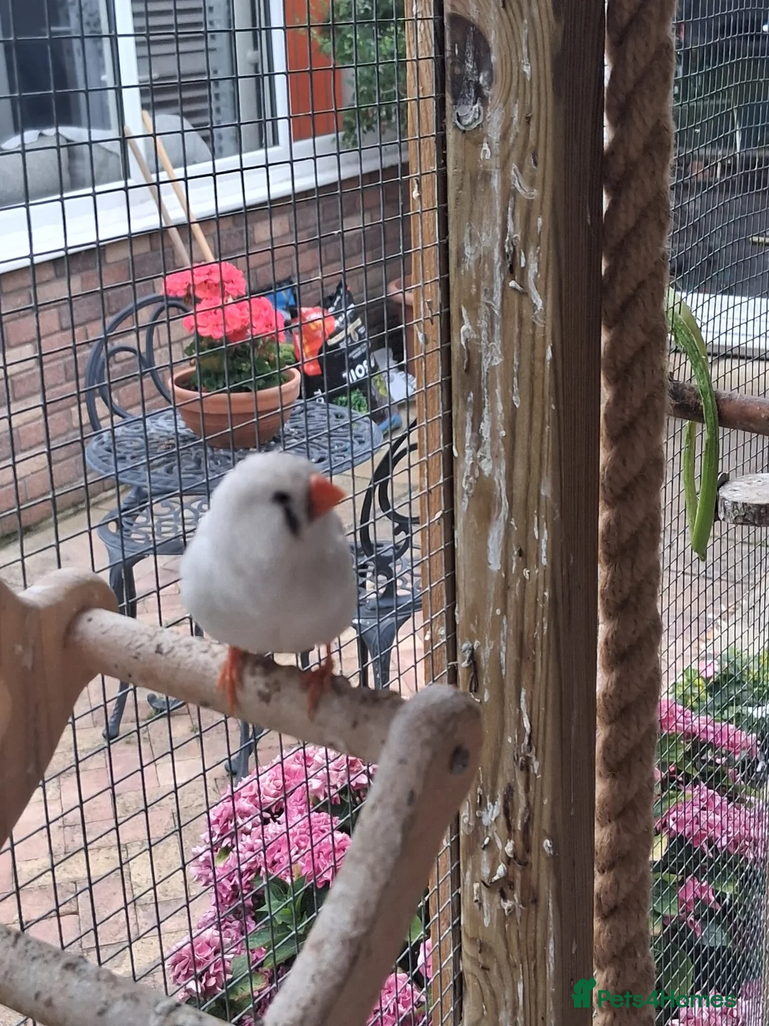 Finches birds for sale: Zebra Finches  - Advert 1