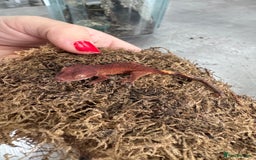 Gecko reptiles for sale: READY NOW 🦎 Baby Crested Geckos 🦎 - Image 4