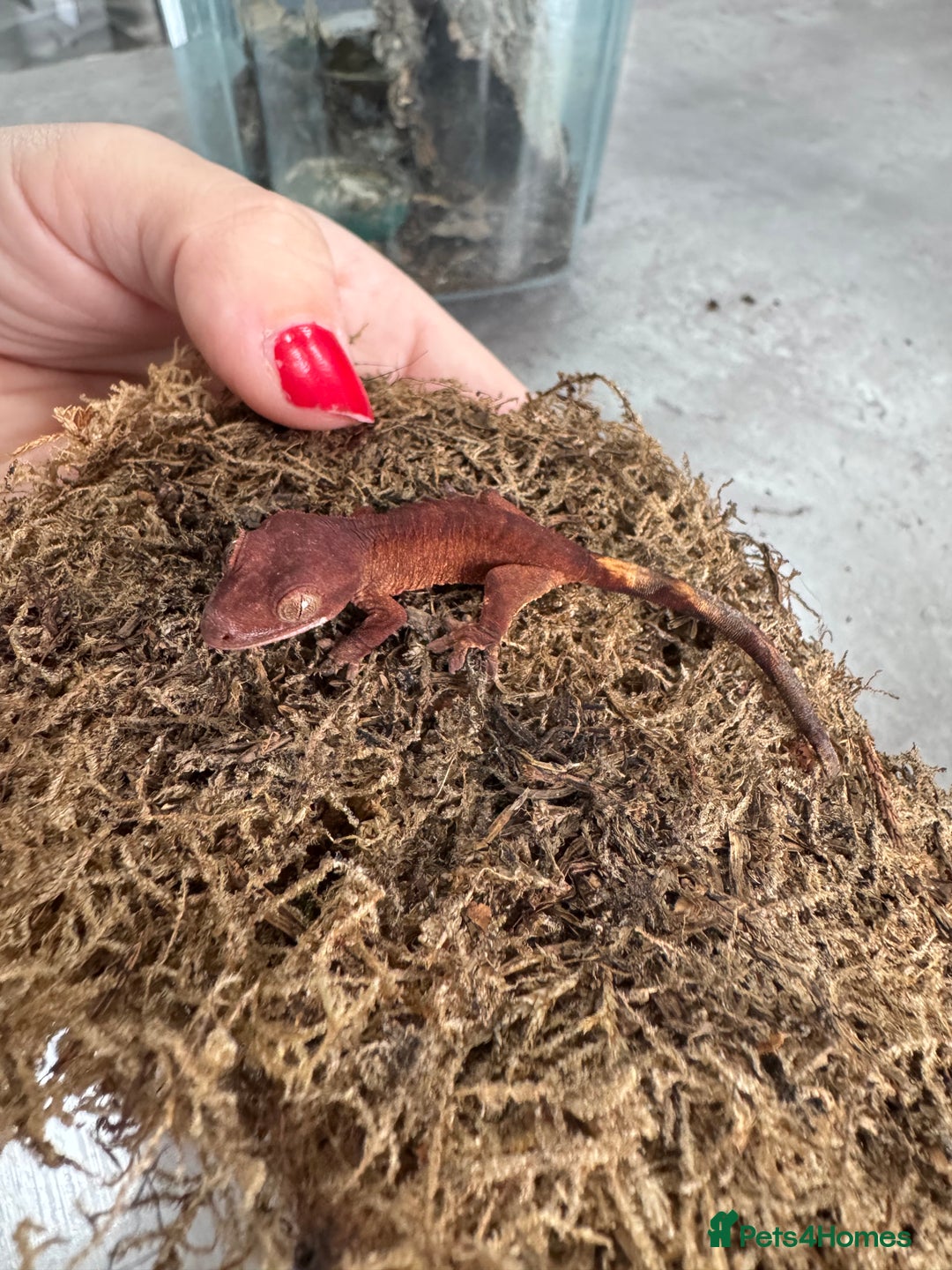 Gecko reptiles for sale: READY NOW 🦎 Baby Crested Geckos 🦎 - Image 4