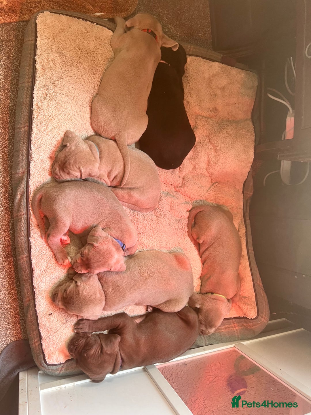 Cane Corso dogs for sale: Exceptional litter, Italian Cane Corsos, ICCF Peds - Image 20