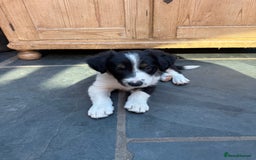 Mixed Breed dogs for sale: Border colllie/bearded collie pups  - Image 11