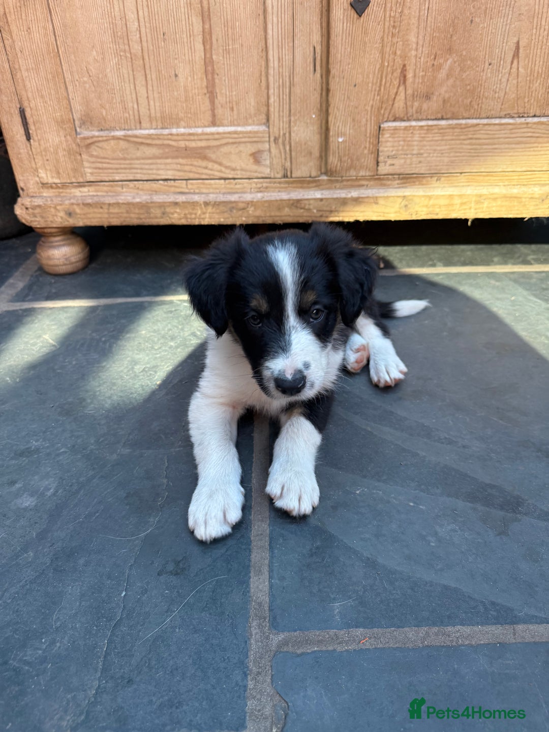 Mixed Breed dogs for sale: Border colllie/bearded collie pups  - Image 11