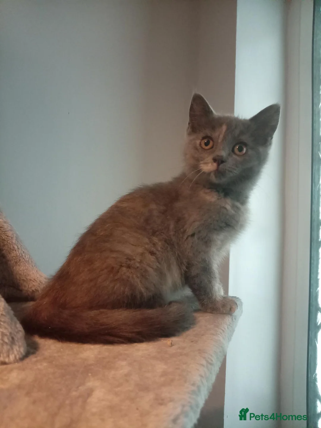 British Shorthair cats for sale: Beautiful short haired kittens ready now  in Great Yarmouth - Advert 16