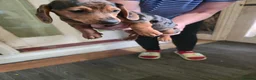 Dachshund dogs for sale: Dchshund miniature - Advert 25