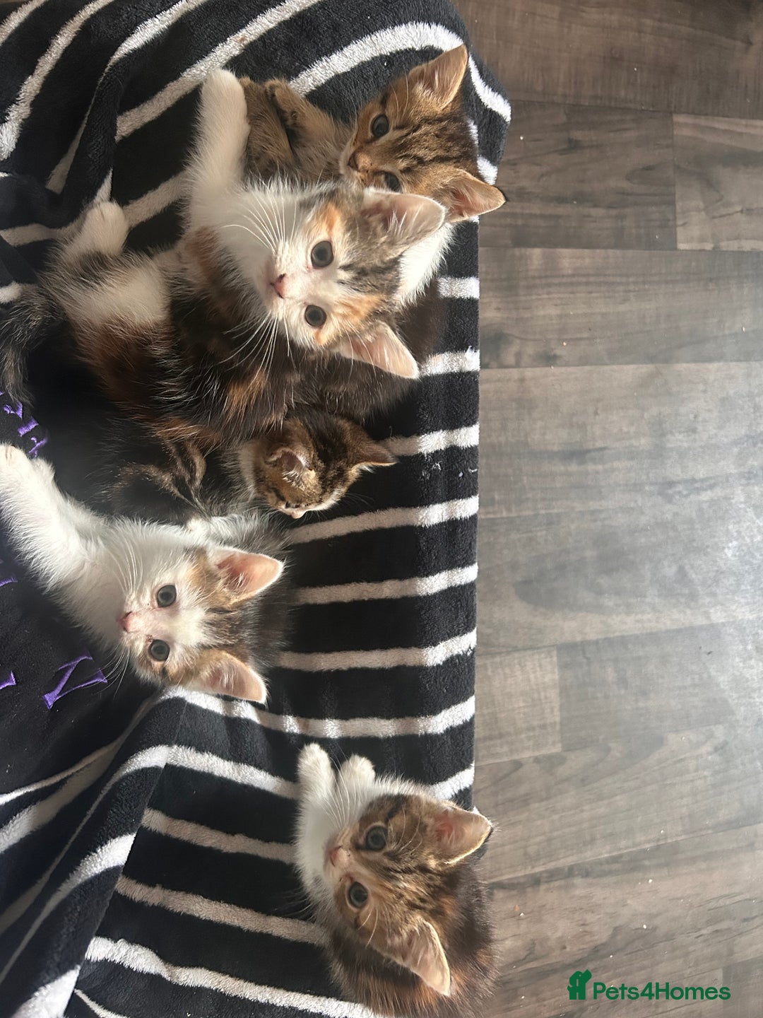British Longhair cats for sale: Kittens for sale  - Advert 7