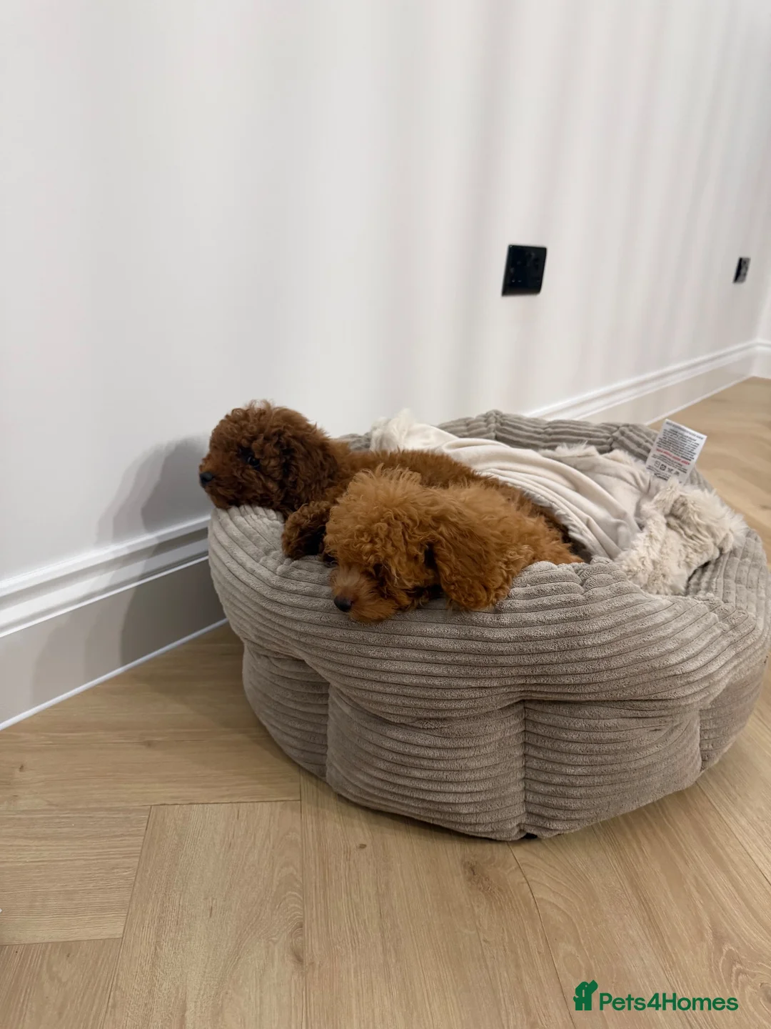 Toy Poodle dogs for sale: Gorgeous tiny toy poodle for sale - Advert 2