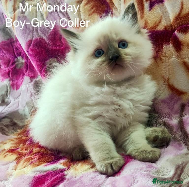 Ragdoll cats Stunning Ragdoll Kittens Looking for Forever Homes - Advert 1