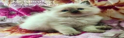 Ragdoll cats for sale: Stunning Ragdoll Kittens Looking for Forever Homes - Advert 8