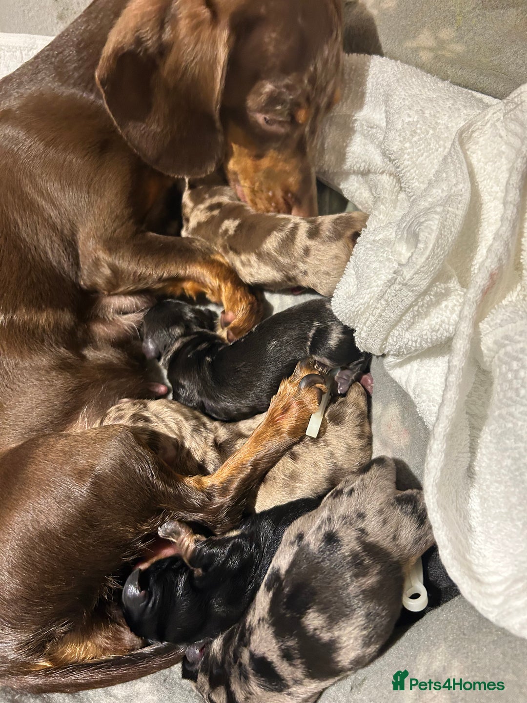 Miniature Dachshund dogs for stud: KC Reg Black/cream,proven,gorgeous boy stud only  - Advert 21