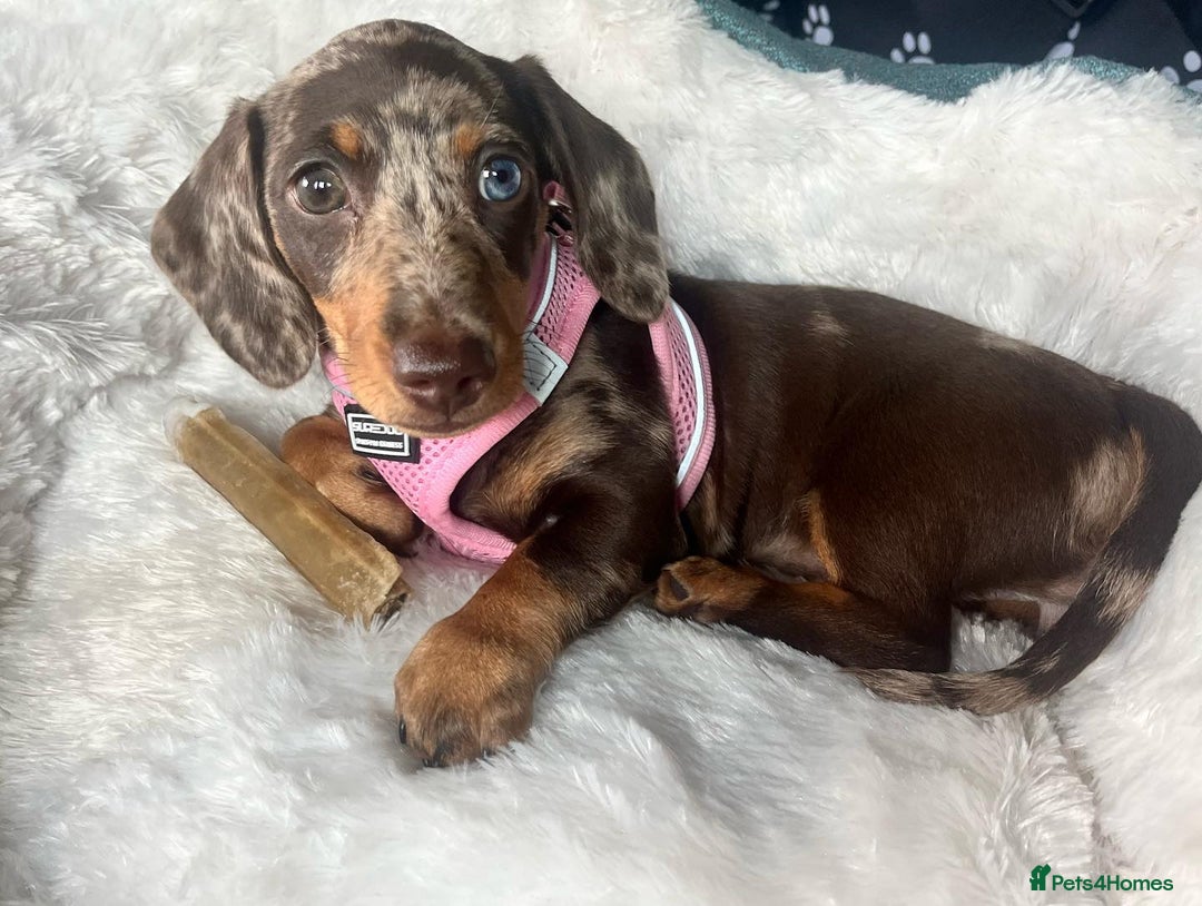 Miniature Dachshund dogs for sale: Lovely Miniature Dachshund Puppy - Image 8