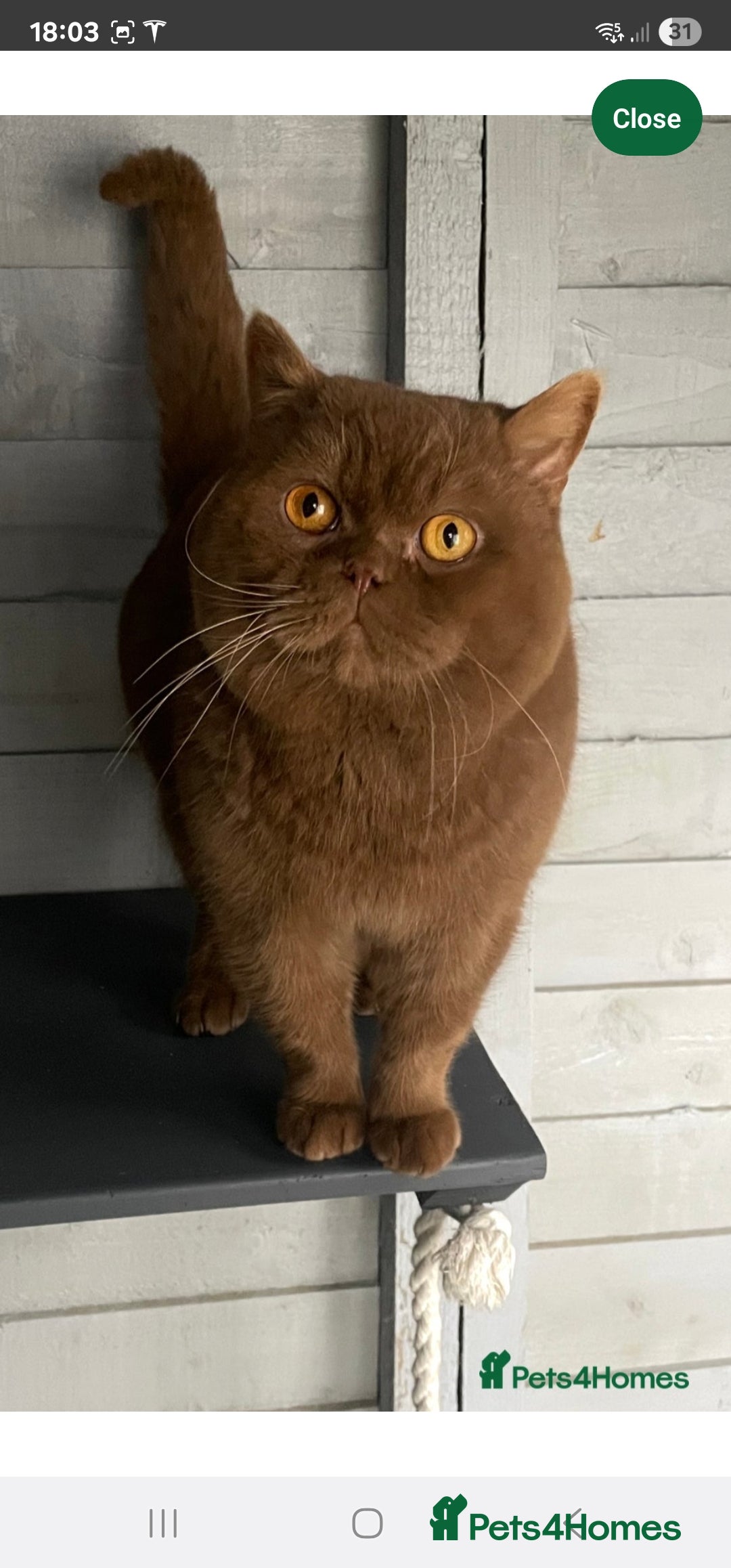 British Shorthair cats for sale: Purebred  British Shorthair Kittens - Advert 30