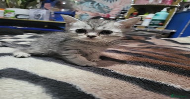 Scottish Fold cats - Advert 10