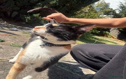 Domestic Shorthair cats for sale: A calico female cat  - Image 5