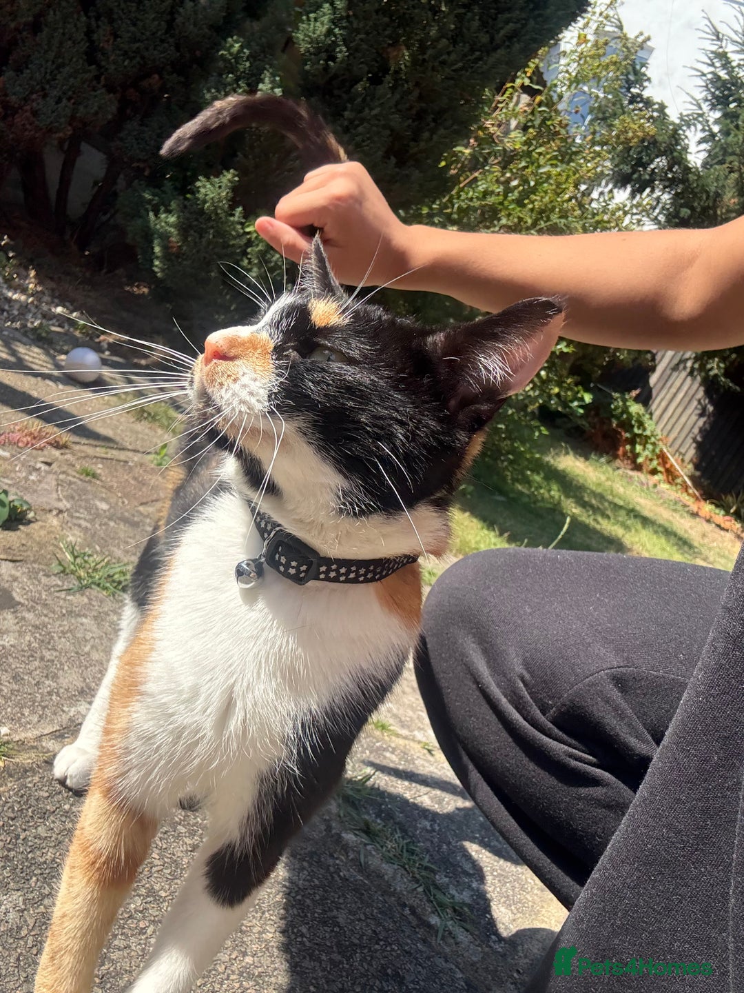 Domestic Shorthair cats for sale: A calico female cat  - Image 5