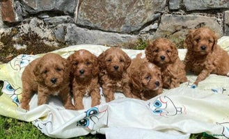 Cavapoo dogs Ruby red cavapoo puppies - Advert 1