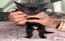 British Shorthair cats for sale: Litter of five kittens looking for forever home - Advert 4