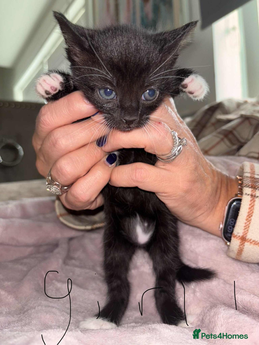 British Shorthair cats for sale: Litter of five kittens looking for forever home - Advert 4