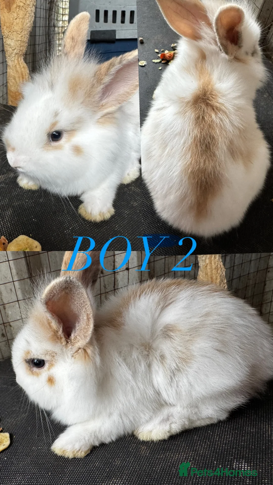Mini Lion Lop rabbits for sale: lion lops  - Advert 2