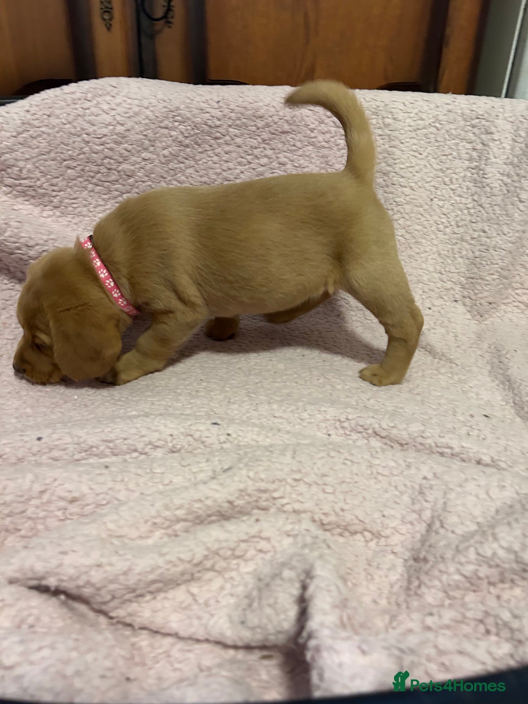 Mixed Breed dogs for sale: BEAUTIFUL GOLDEN BEAGADOR PUPPIES! - Advert 6