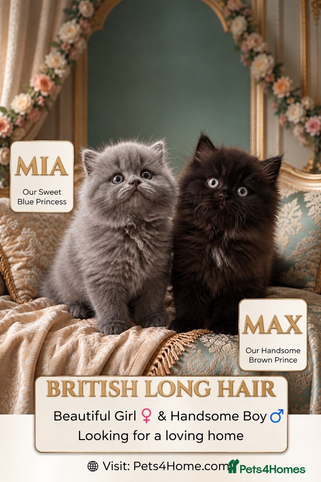 British Longhair cats Adorable British Long Hair Kittens (Girl & Boy)  - Advert 1