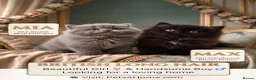 British Longhair cats for sale: Adorable British Long Hair Kittens (Girl & Boy)  - Advert 1
